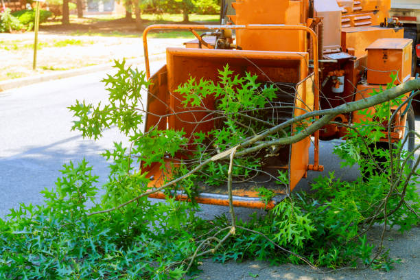 Best Tree Branch Trimming  in Piednt, MO